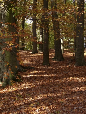 Herbstwald_6