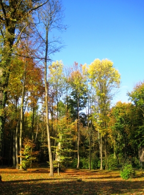 Goldener Herbst im Park