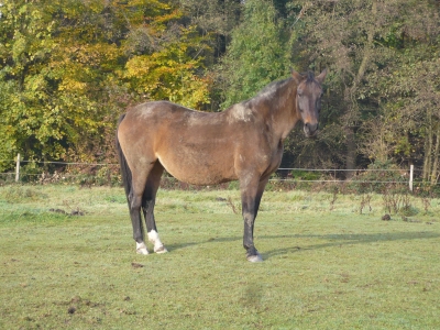 Pferd im Sauerland