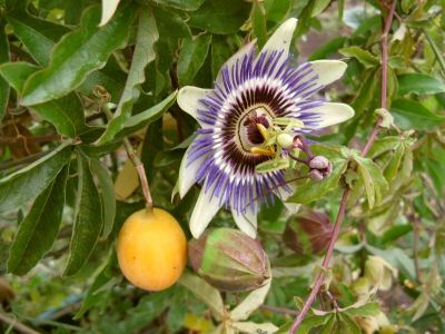 Passionsblume mit Frucht