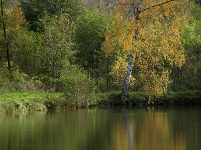Herbst am See: Birke
