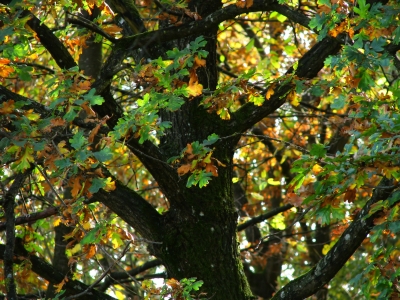 Baum mit Herbstlaub