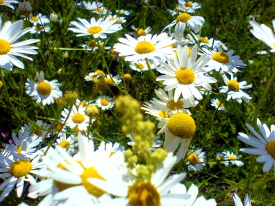 Die letzten Blümchen im Herbst -2