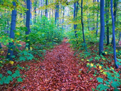 Herbstwald -2