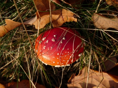 Fliegenpilz im Herbst