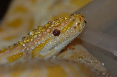 Albino Tigerphyton