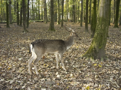 Waldtiere