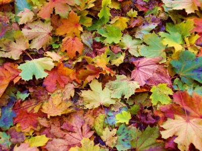 die schönsten Farben des Herbstes