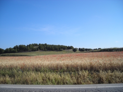 Getreidefeld mit Mohnblumen