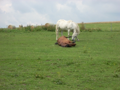 Sommerweide