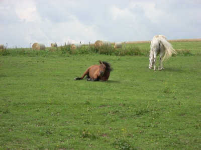 Sommerweide