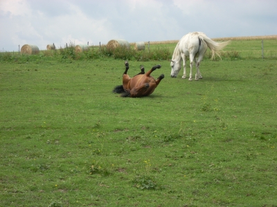 Sommerweide