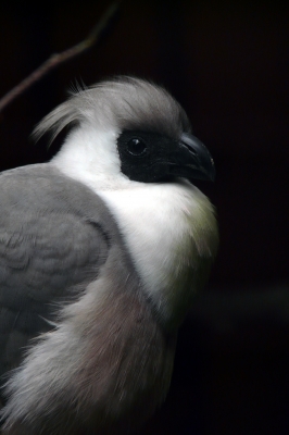 Nacktkehllärmvogel