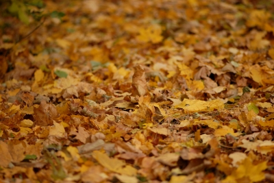Herbstteppich