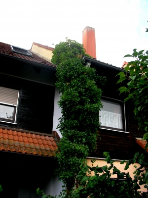 Efeubewachsenes Haus in Heßdorf