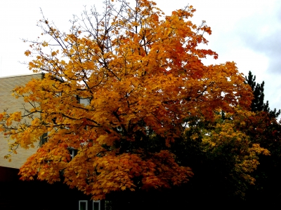 herbstlich gefärbter Baum in Erlangen
