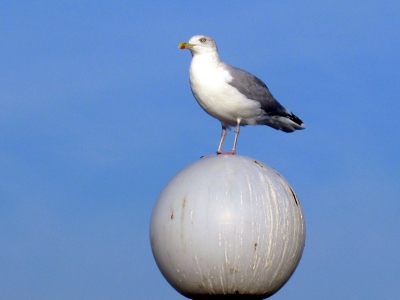 Eine Möve auf der Brücke in Heringsdorf ( Usedom )