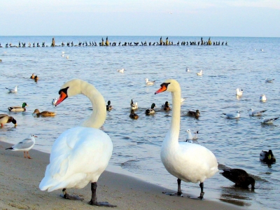 Vögel vor der Brücke in Heringsdorf ( Usedom )