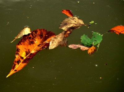 Herbst im See: Blätter 1