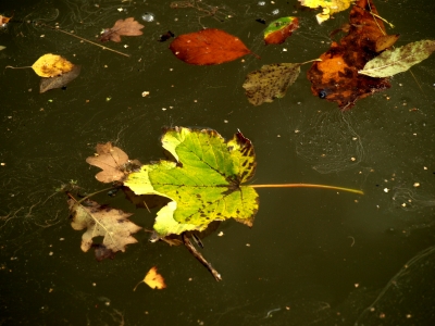 Herbst im See: Blätter 3