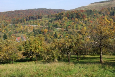 Herbstwald 22 - Streuobstwiesen