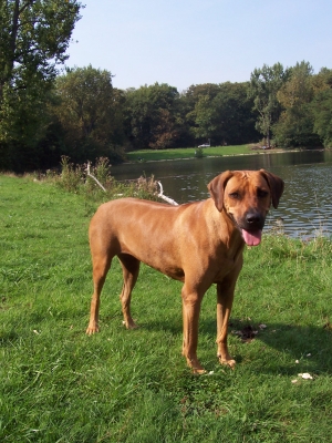 Rhodesian Ridgeback am See