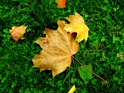 Herbst, gefallen, auf Wiese gewehtes Herbstblatt