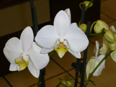 Orchideen