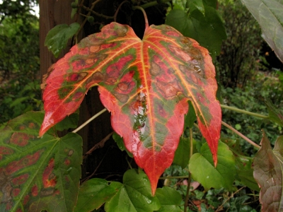 Herbstfarben