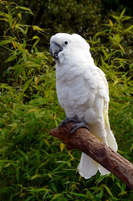 Kakadu