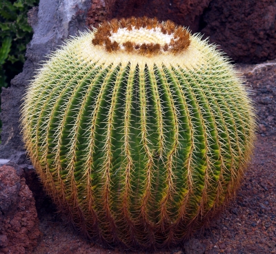 Kaktus 4