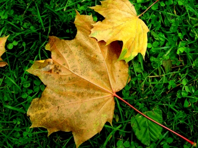 Herbstblatt in Erlangen