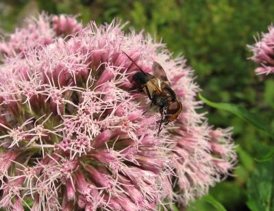 Fliegenbesuch