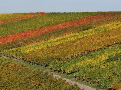 Herbst im Weinberg