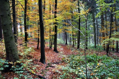 Trüber Novembertag im Wald 3