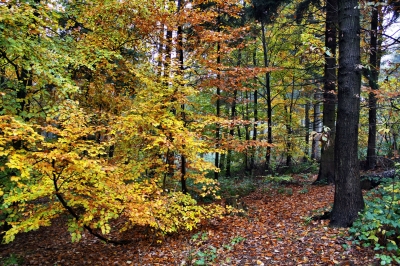 Trüber Novembertag im Wald 5