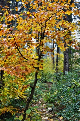 Trüber Novembertag im Wald 6