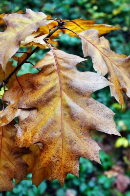 Trüber Novembertag im Wald 7