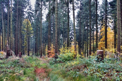 Trüber Novembertag im Wald 10