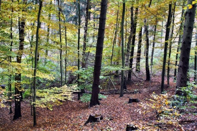 Trüber Novembertag im Wald 12