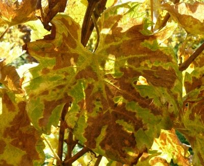 Weinlaub im Herbst