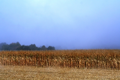 Erntezeit im Nebel