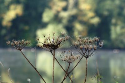 Herbstliche Natur