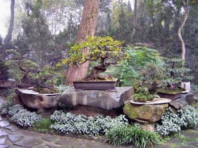 China - Chengdu - Kloster mit Bonsaigarten 2