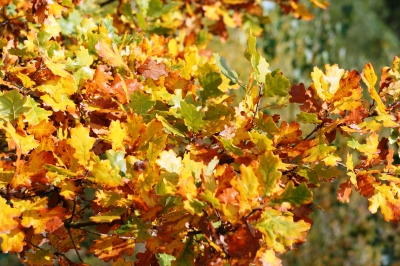 Herbstfarben