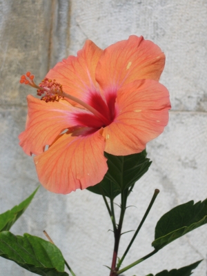 Hibiskus orange