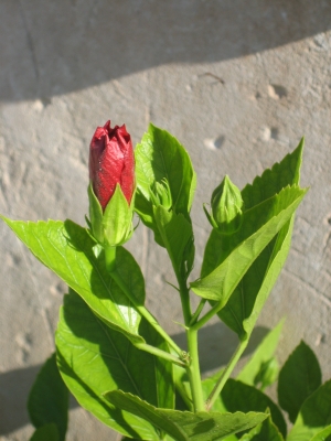 Hibiskus rot02