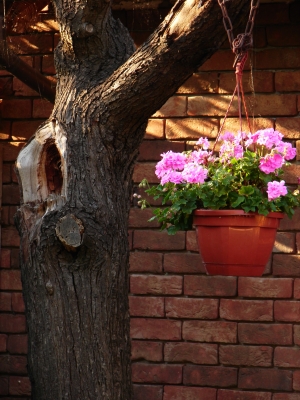 Pflaumenbaum mit Blume