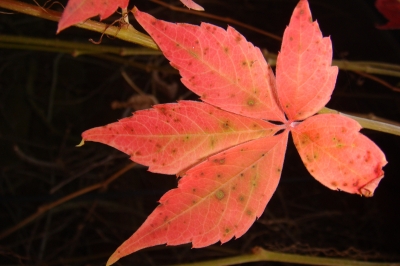 Herbstlaub