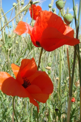 Mohnblumen im Feld